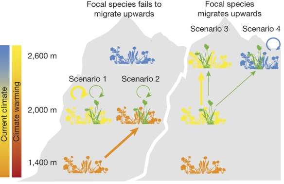 Figure 1: Scenarios for the competition experienced by a focal alpine plant following climate warming. If the focal plant species (green) fails to migrate, it competes either with its current community (yellow) that also fails to migrate (scenario 1) or, at the other extreme, with a novel community (orange) that has migrated upwards from lower elevation (scenario 2). If the focal species migrates upwards to track climate, it competes either with its current community that has also migrated (scenario 3) or, at the other extreme, with a novel community (blue) that has persisted (scenario 4). 